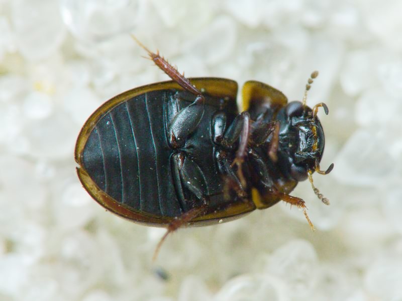 Hydrophilidae LatreiIle, 1802